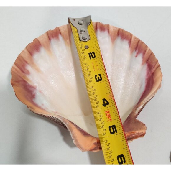 4 Pcs Large Great Scallop Sea Shells 5-5.5" Lion's Paw For Craft Fish Tank Decor - Picture 15 of 16
